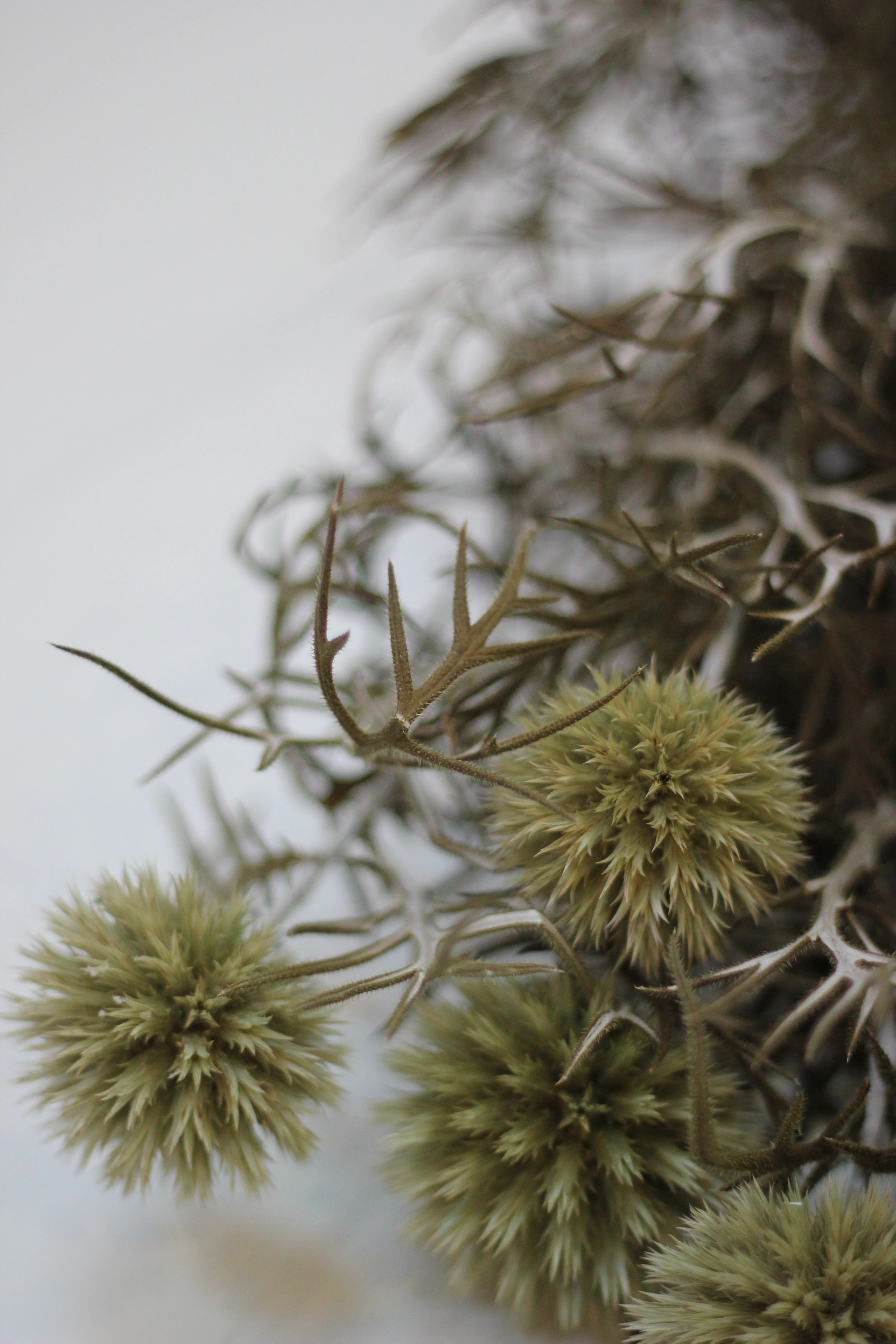 Preserved Echinops - Green/Natural 70cm - Image 5