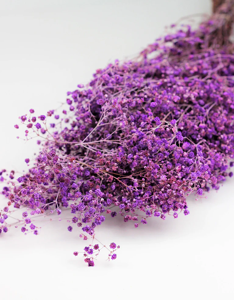 Preserved Gypsophila - Lilac Bunch, 70 cm