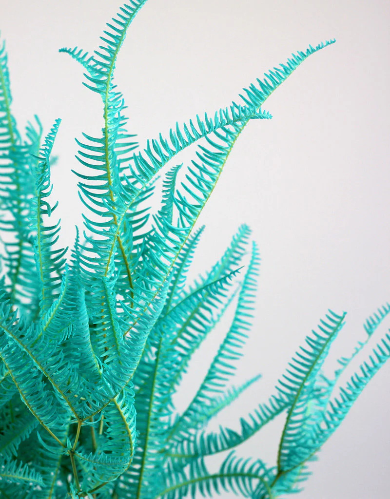 Preserved Helecho - Aqua Blue Bunch, 45 cm - Image 2