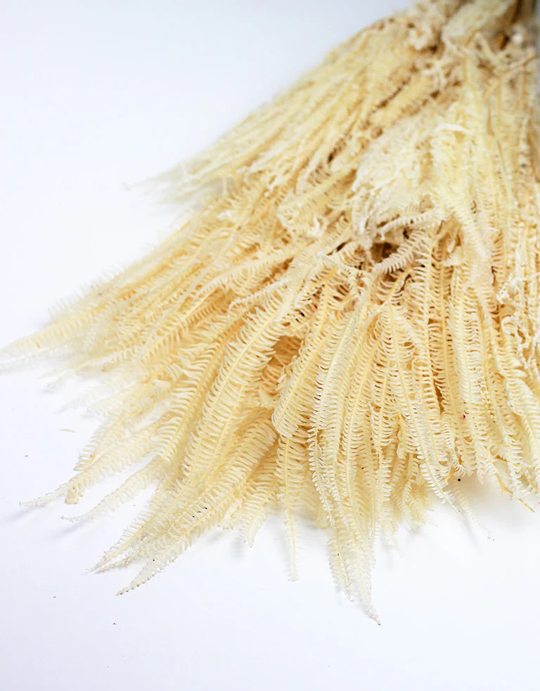 Preserved Helecho - Bleached Bunch, 70 cm