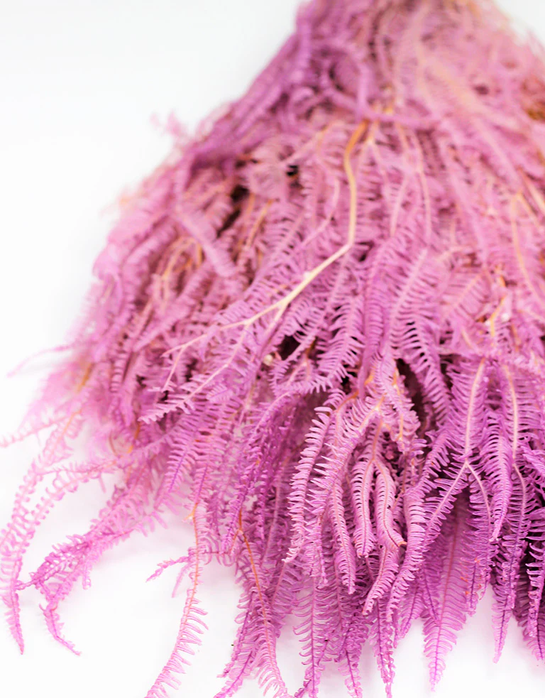 Preserved Helecho - Lilac Bunch, 70 cm