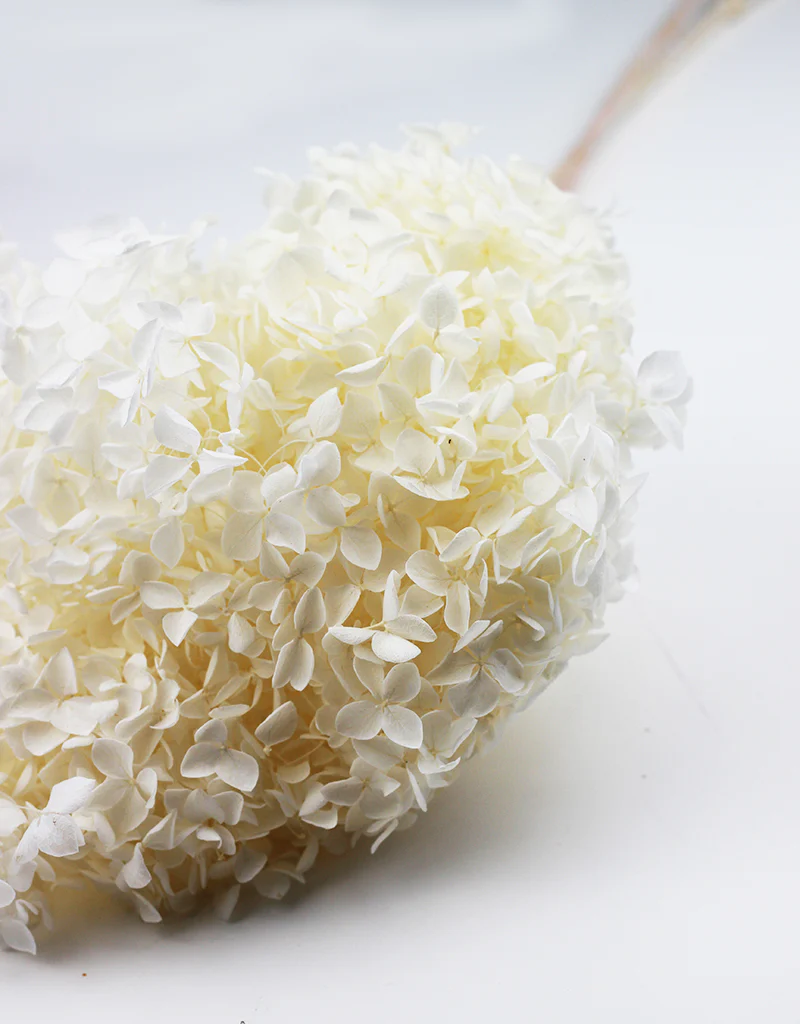 Preserved Hydrangea Cabeza - Bleached, 70 cm - Image 3