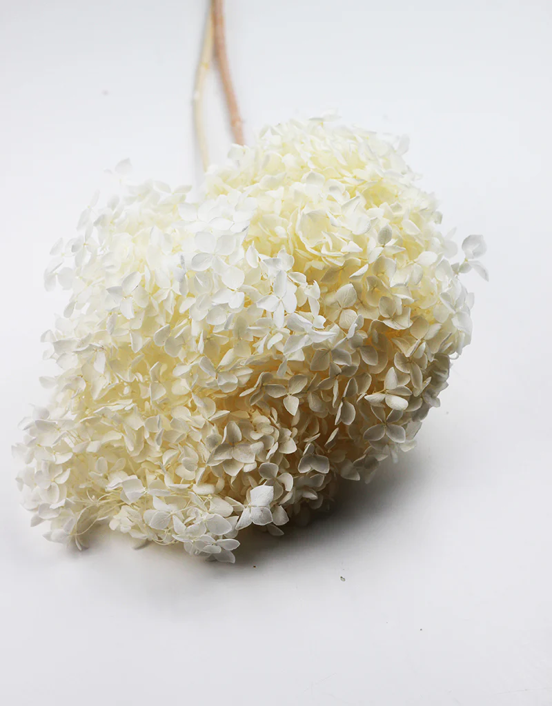 Preserved Hydrangea Cabeza - Bleached, 70 cm - Image 4