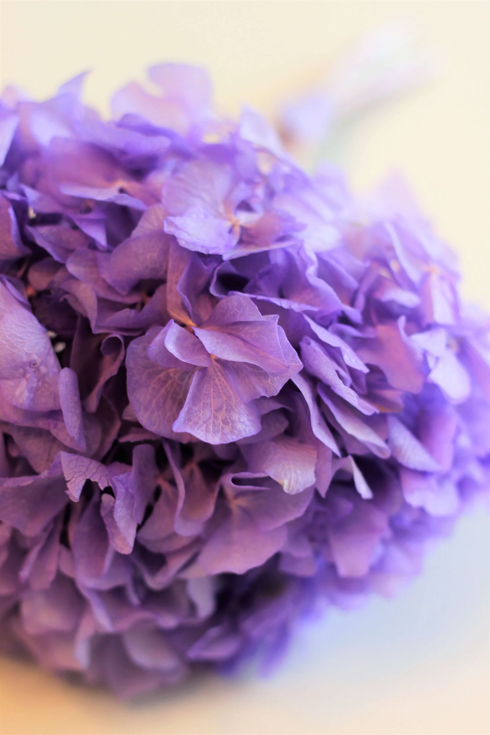 Preserved Hydrangeas - Purple, 2 stems, 30 cm - Image 2