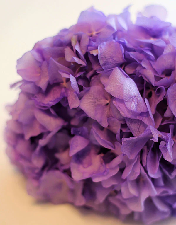 Preserved Hydrangeas - Purple, 2 stems, 30 cm - Image 3