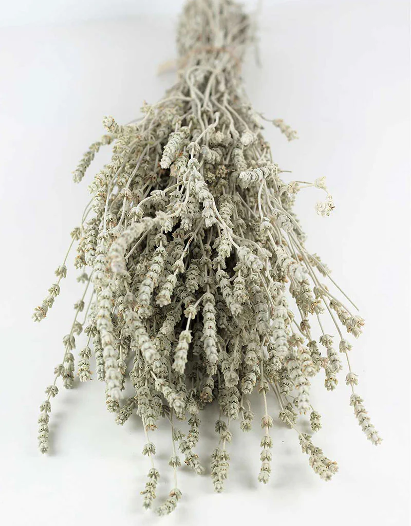 Dried Lavender - White/ Ivory Bunch, 60 cm