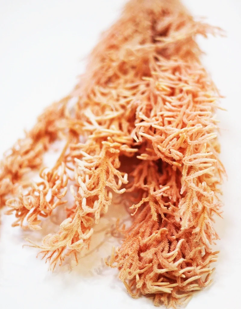 New Arrivals Dried & Preserved Flower Collections