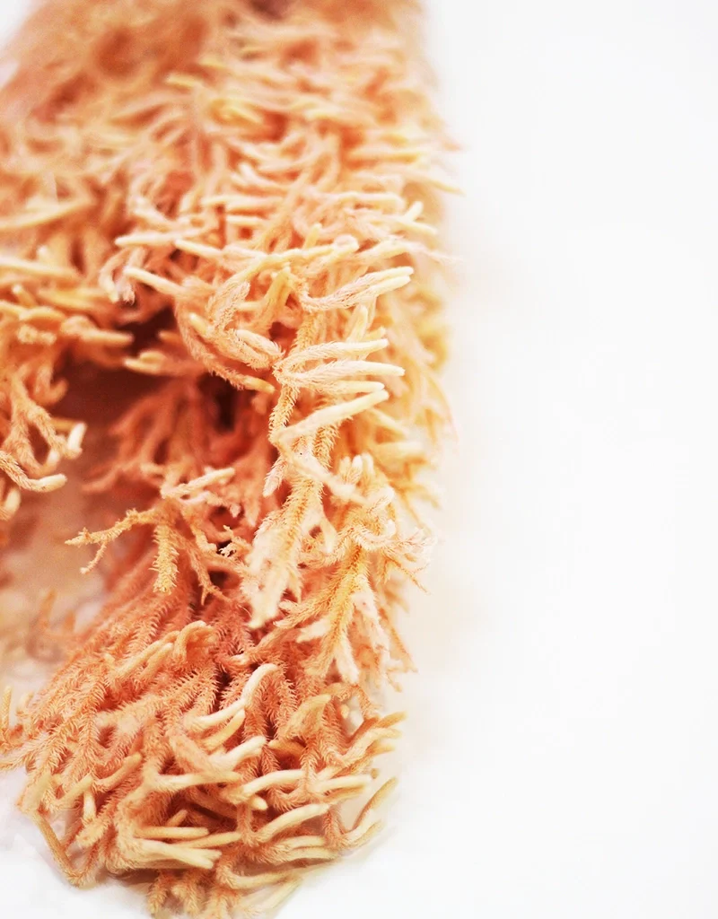 Preserved Licopodium - Salmon Bunch, 60 cm - Image 2