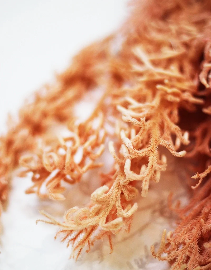 Preserved Licopodium - Salmon Bunch, 60 cm - Image 3