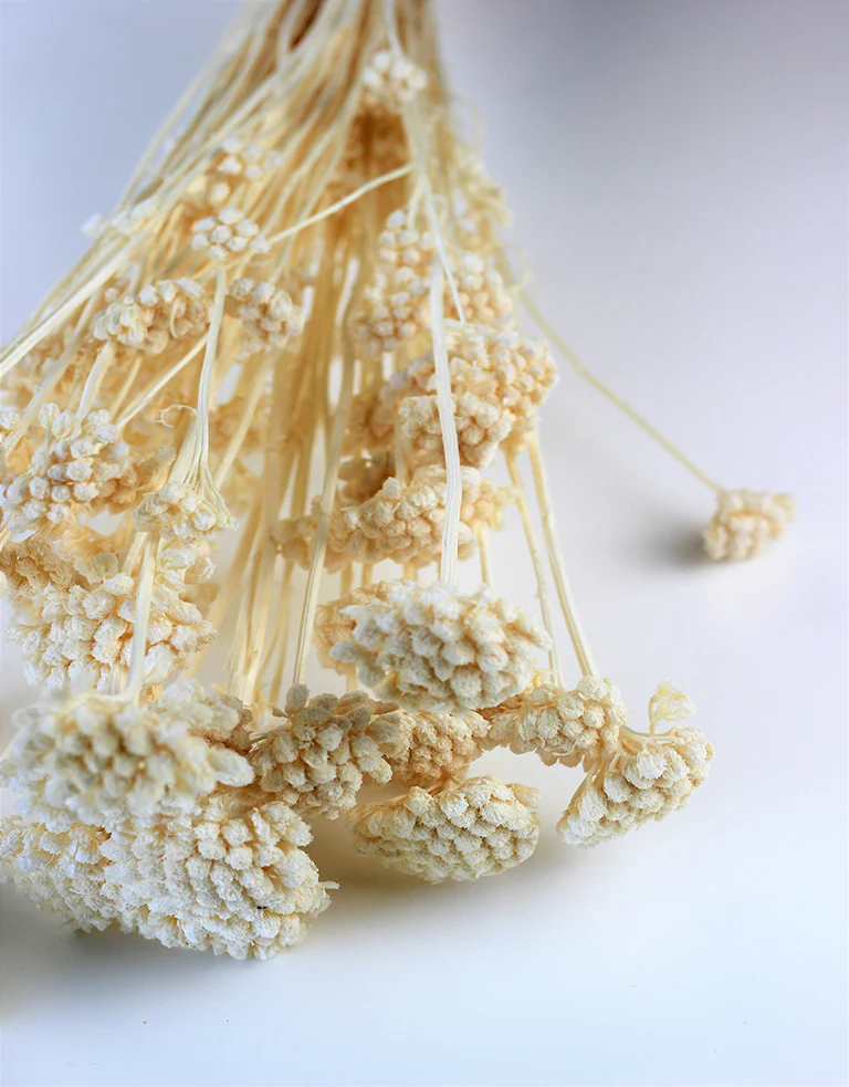 Dried Lonas - Bleached Bunch, 60 cm