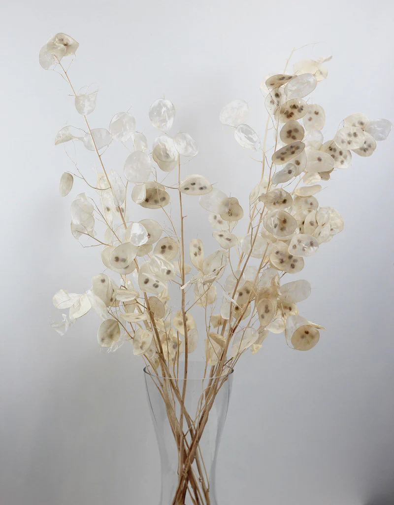 Preserved Lunaria - Bleached Bunch, 75 cm