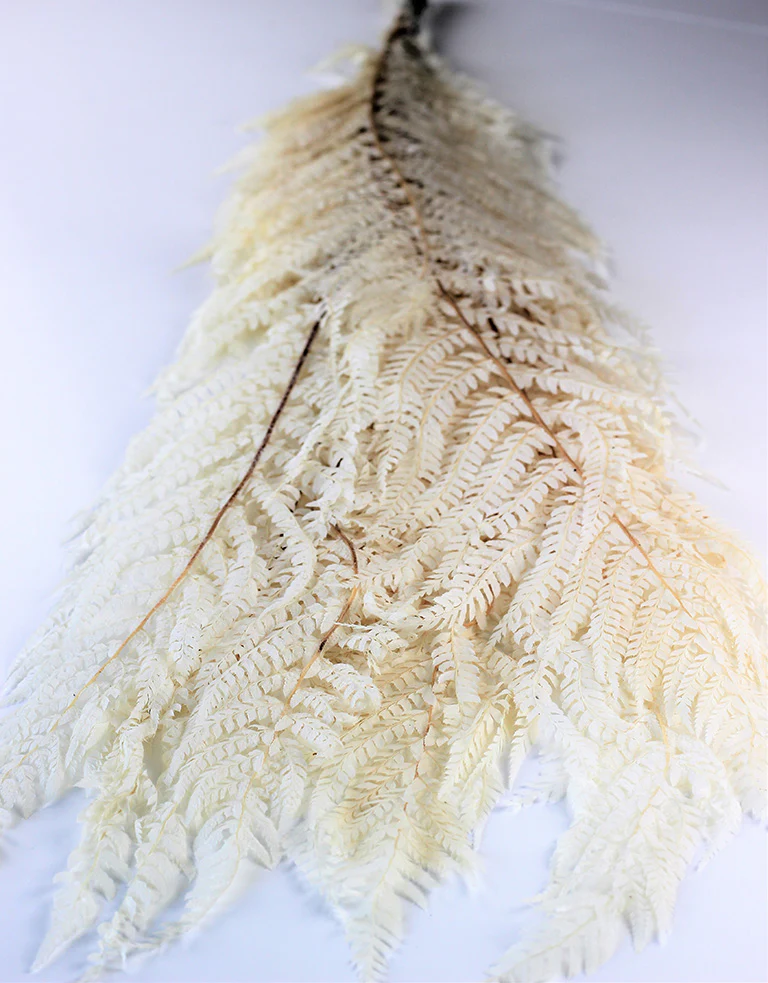 Preserved Marina Fern - Bleached Bunch, 10 stems, 70 cm