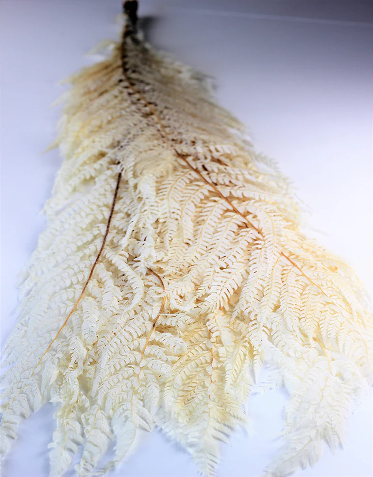 Preserved Marina Fern - Bleached Bunch, 10 stems, 70 cm - Image 3
