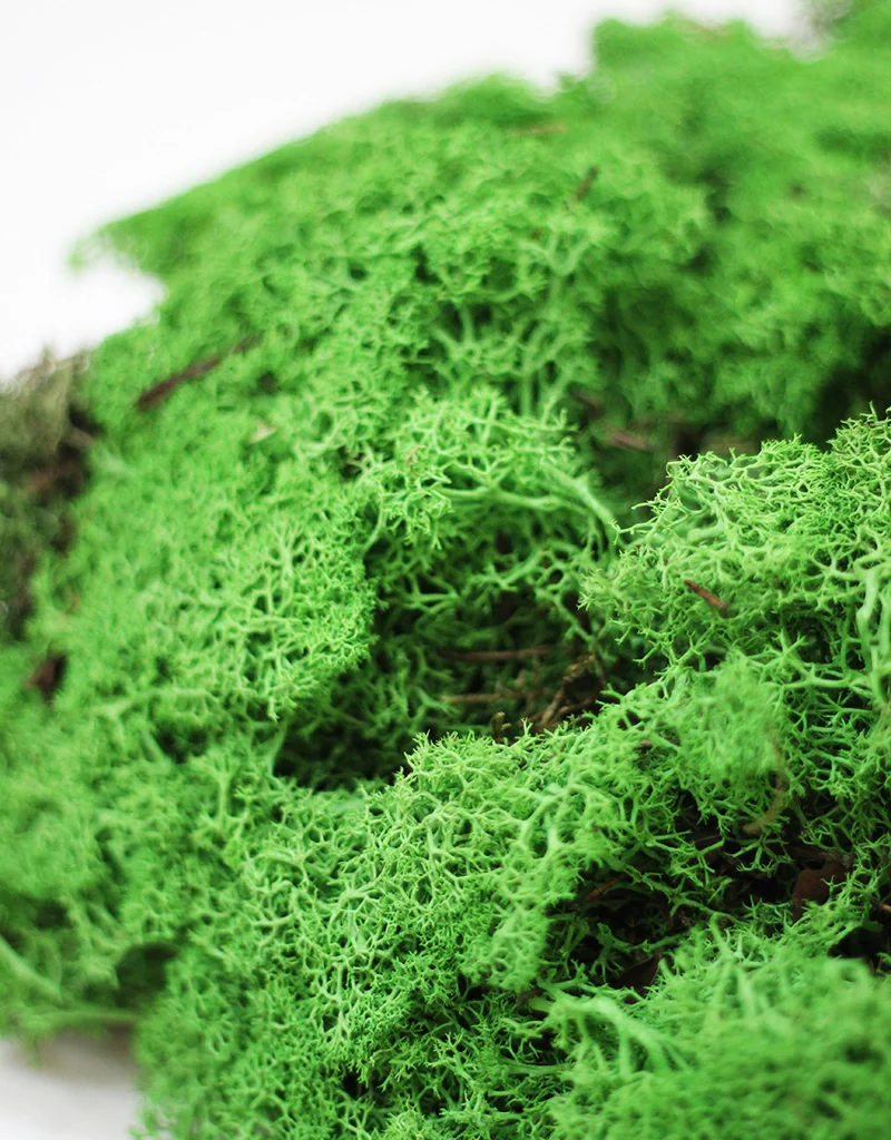 Preserved Moss - Shamrock Green, 500g - Image 3