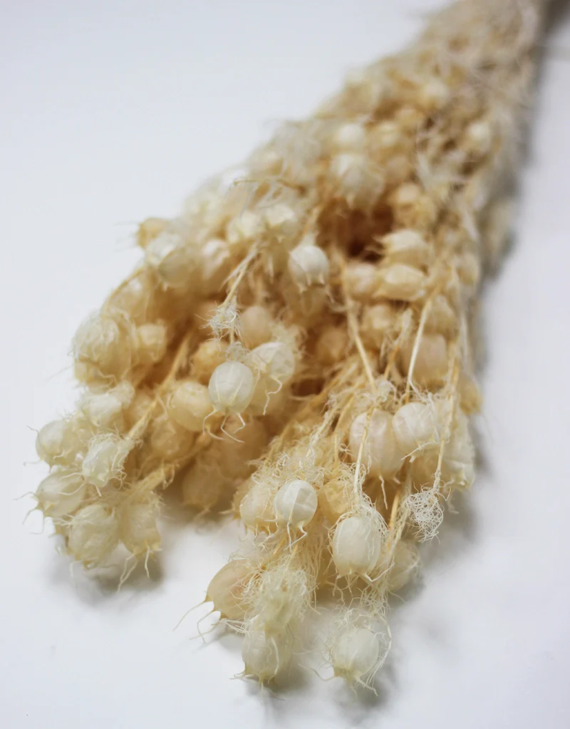 Preserved Nigella - Bleached flowers bunch, 60cm