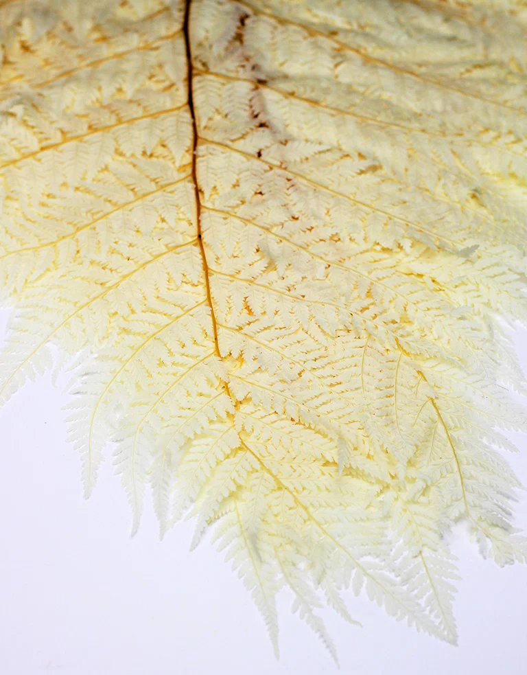 Preserved Rainbow Fern Leaves - Bleached, 10 stems, 55 cm