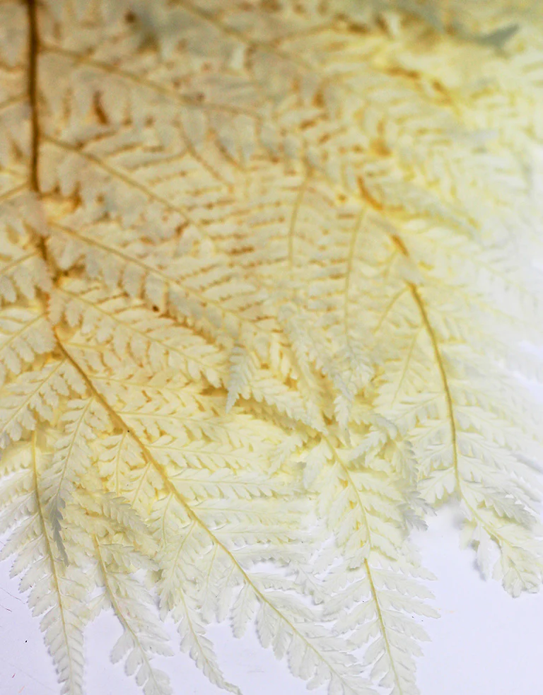 Preserved Rainbow Fern Leaves - Bleached, 10 stems, 55 cm - Image 2