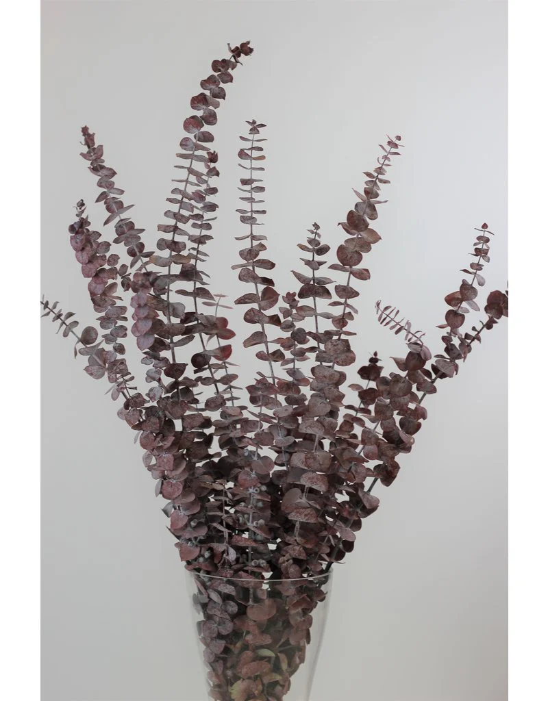 Preserved Baby Blue Eucalyptus - Red Bunch, 60 cm