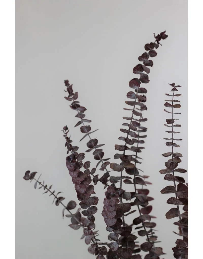 Preserved Baby Blue Eucalyptus - Red Bunch, 60 cm - Image 2