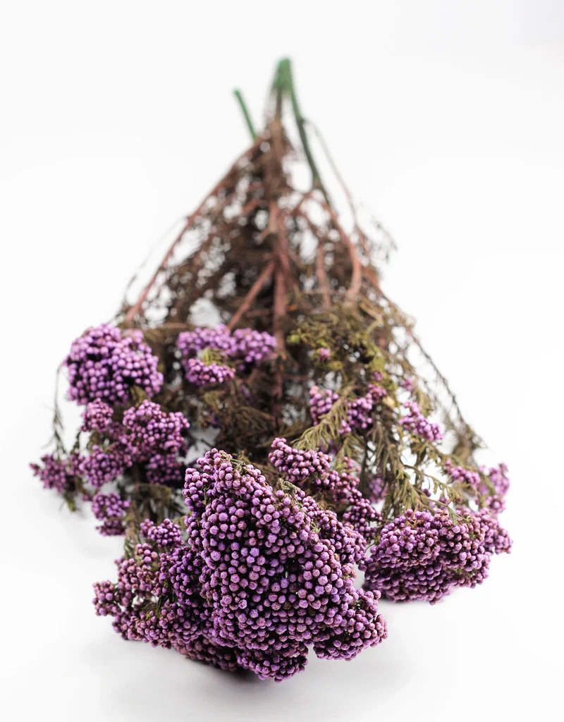 Preserved Rice Flowers - Purple Bunch, 60 cm
