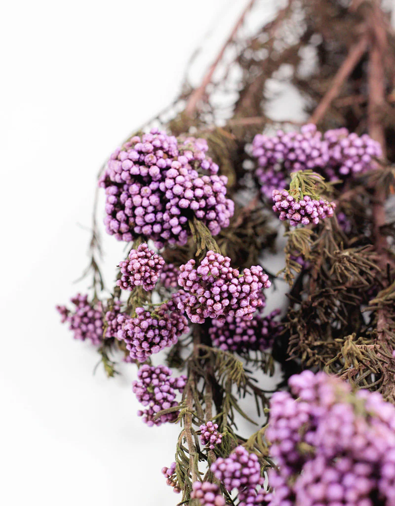Preserved Rice Flowers - Purple Bunch, 60 cm - Image 2