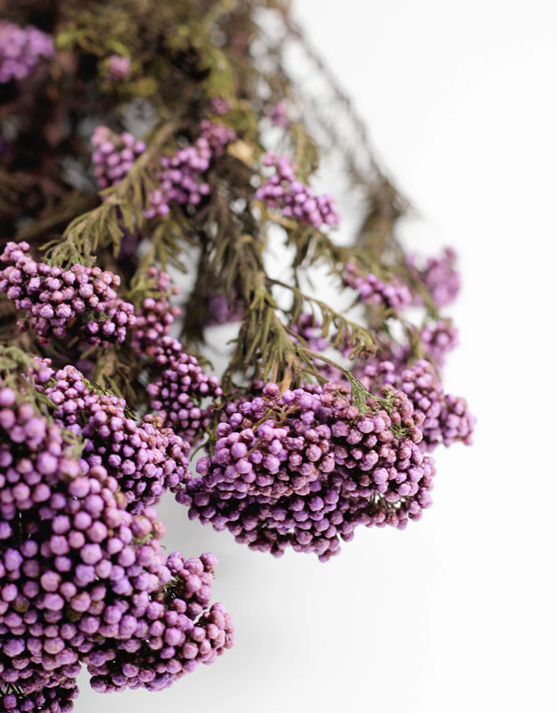 Preserved Rice Flowers - Purple Bunch, 60 cm - Image 3