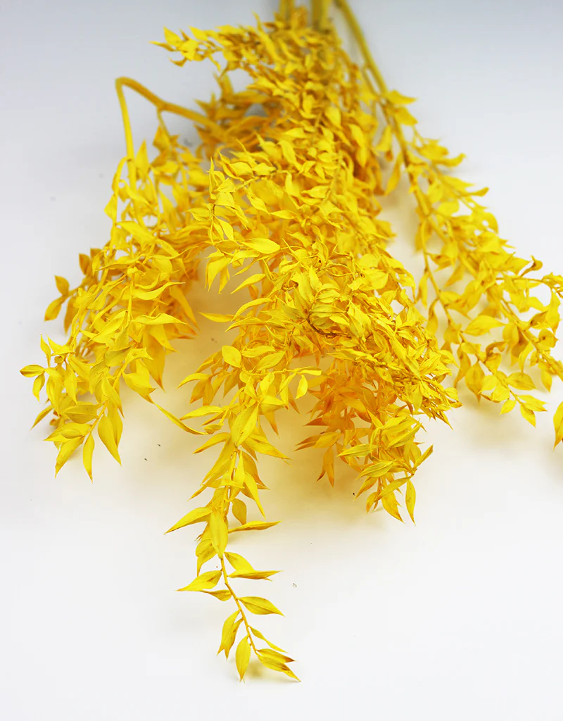 Preserved Ruscus - Yellow Bunch, 5 Stems, 65 cm