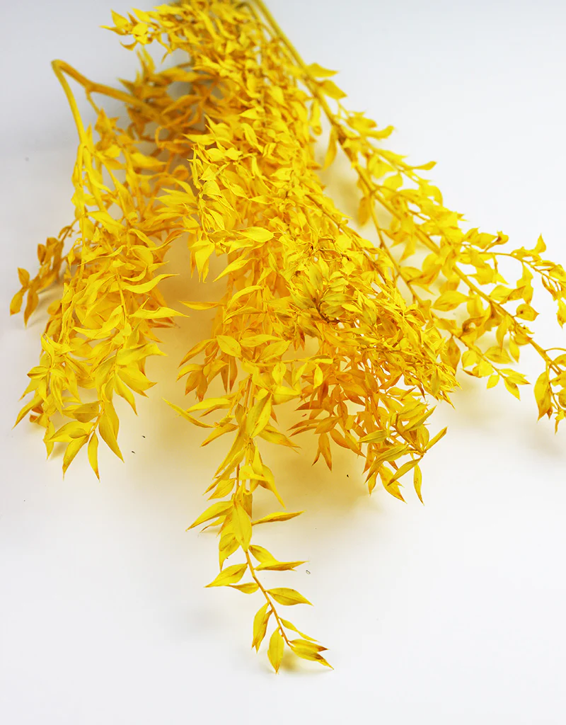 Preserved Ruscus - Yellow Bunch, 5 Stems, 65 cm - Image 3