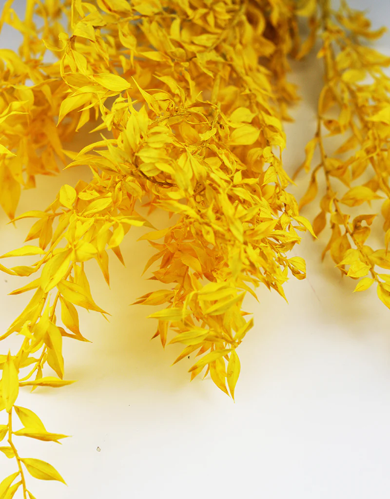 Preserved Ruscus - Yellow Bunch, 5 Stems, 65 cm - Image 4