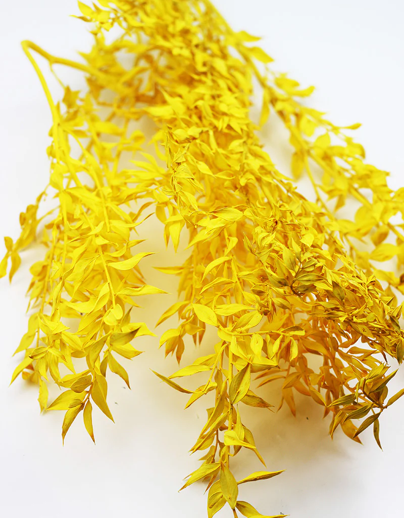 Preserved Ruscus - Yellow Bunch, 5 Stems, 65 cm - Image 5