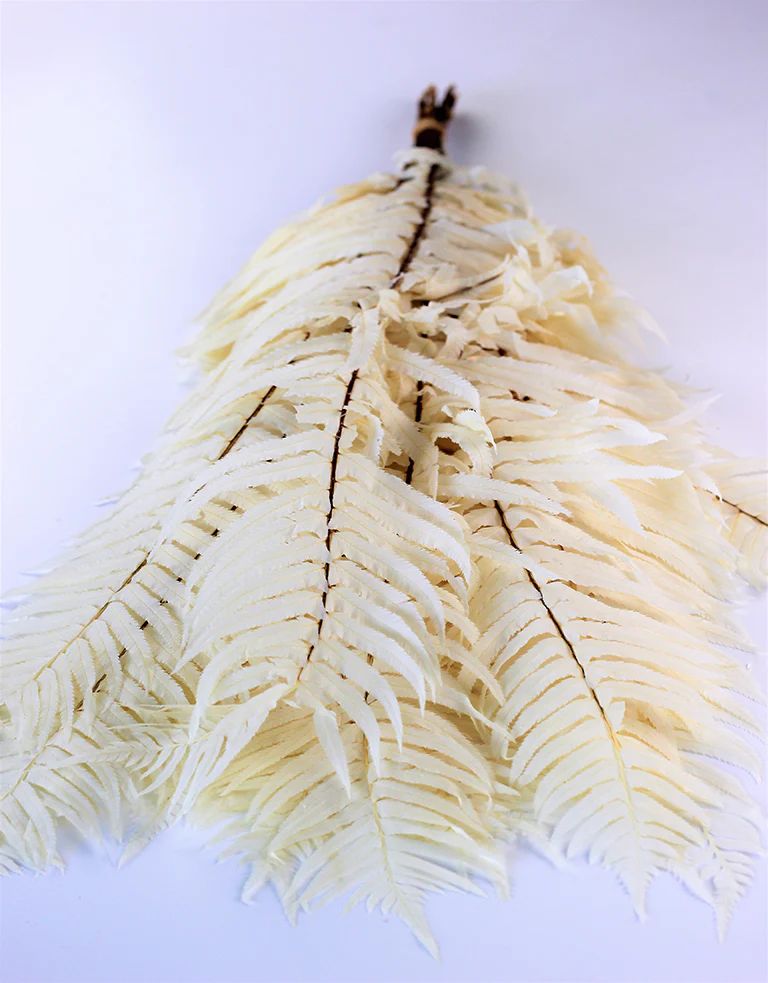 Preserved Sword Fern - Bleached Bunch, 15 stems, 55 cm