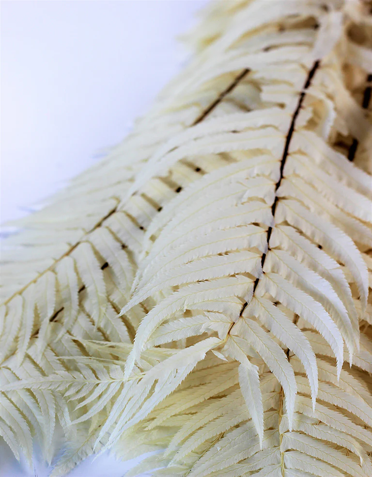 Preserved Sword Fern - Bleached Bunch, 15 stems, 55 cm - Image 2