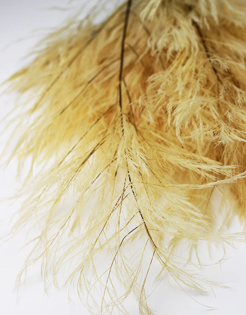 Preserved Tree Fern - Bleached Bunch, 10 stems, 65 cm - Image 4